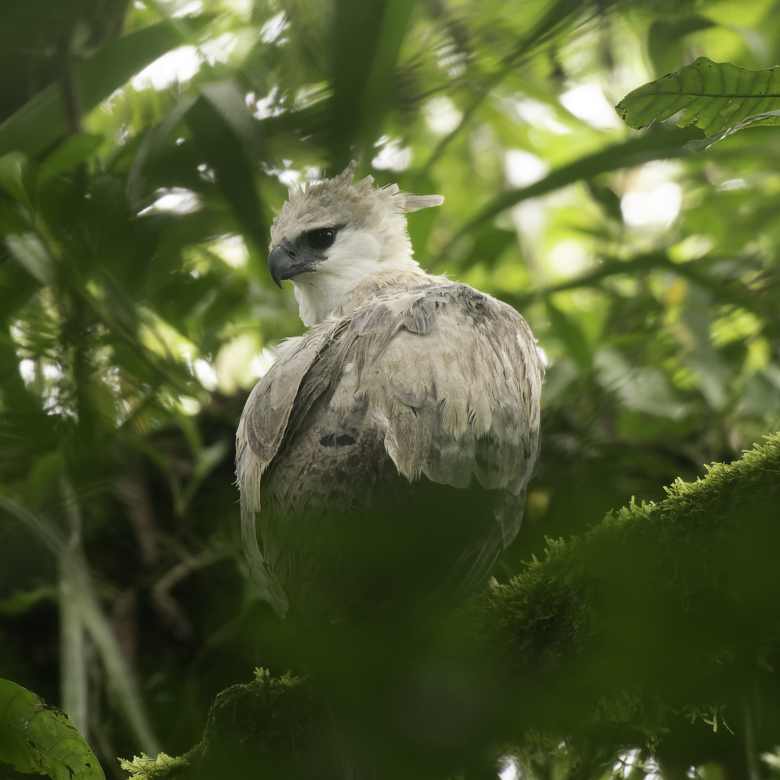 image Harpy Eagle